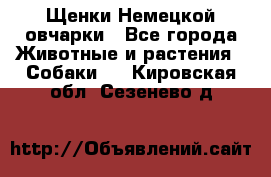 Щенки Немецкой овчарки - Все города Животные и растения » Собаки   . Кировская обл.,Сезенево д.